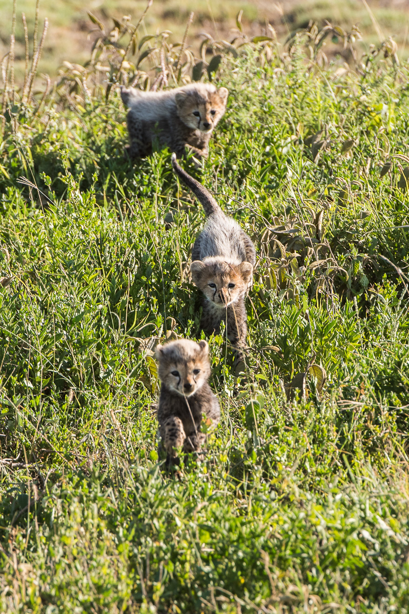 The following morning the tiny cubs follow their mother’s lead out of their hiding place.